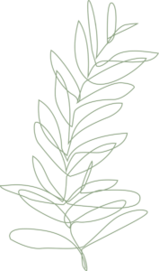 An illustration of a line drawing fern.